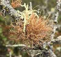 Usnea rubicunda image