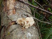 Pleurotus ostreatus image