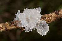 Tremella fuciformis image