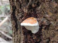 Fomitopsis pinicola image