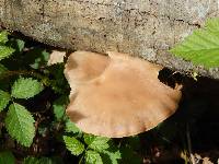 Pleurotus ostreatus image