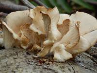 Pleurotus ostreatus image