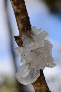 Tremella fuciformis image