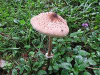 Macrolepiota clelandii image