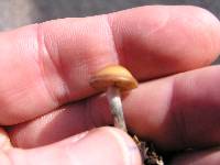 Psilocybe subaeruginosa image