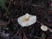 Cantharellus wellingtonensis image