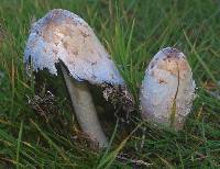 Coprinus comatus image