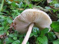 Macrolepiota clelandii image