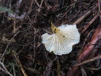 Cantharellus wellingtonensis image