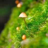 Image of Galerina vittiformis