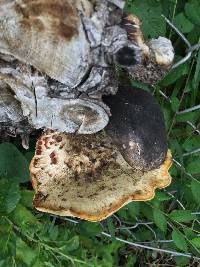 Polyporus squamosus image