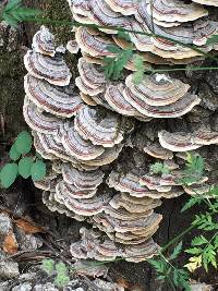 Trametes versicolor image