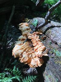 Laetiporus sulphureus image