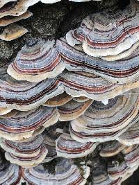 Trametes versicolor image