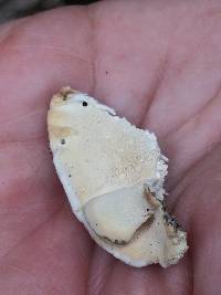 Trametes versicolor image