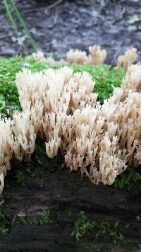 Artomyces pyxidatus image