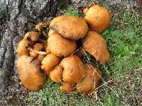 Gymnopilus junonius image