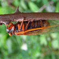 Massospora cicadina image