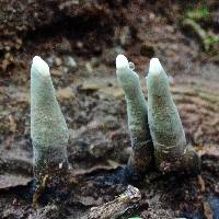 Xylaria polymorpha image