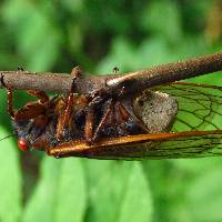 Massospora cicadina image