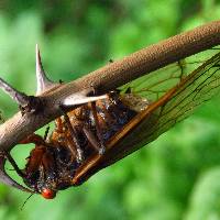 Massospora cicadina image