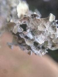 Ramalina leptocarpha image