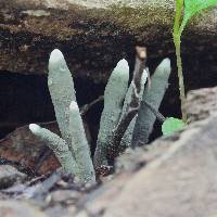 Xylaria polymorpha image