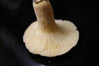 Lactarius hygrophoroides image