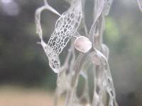 Ramalina menziesii image