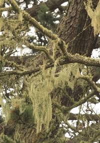 Ramalina menziesii image
