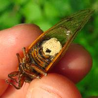 Massospora cicadina image