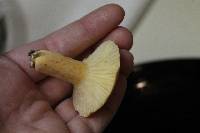 Lactarius hygrophoroides image