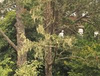 Ramalina menziesii image