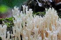 Artomyces pyxidatus image