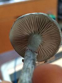 Stropharia caerulea image