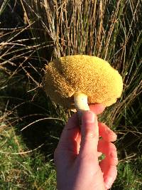 Suillus granulatus image