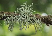Niebla cephalota image