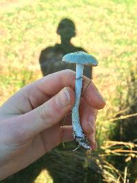 Stropharia caerulea image