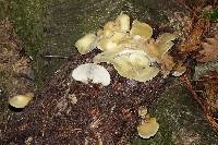 Conchomyces bursiformis image