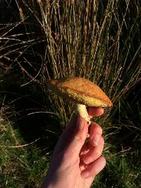 Suillus granulatus image