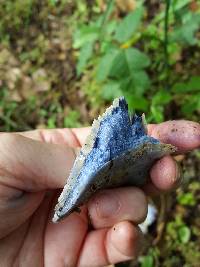 Lactarius indigo image