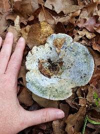 Lactarius indigo image