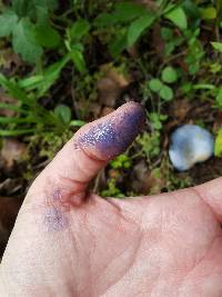 Lactarius indigo image