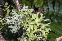 Pseudocyphellaria billardierei image