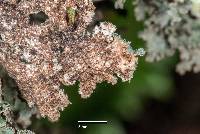 Pseudocyphellaria granulata image