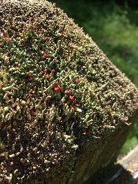 Cladonia cristatella image