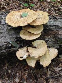 Polyporus squamosus image