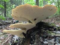 Polyporus squamosus image