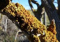 Xanthoria parietina var. parietina image