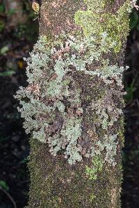 Pseudocyphellaria granulata image